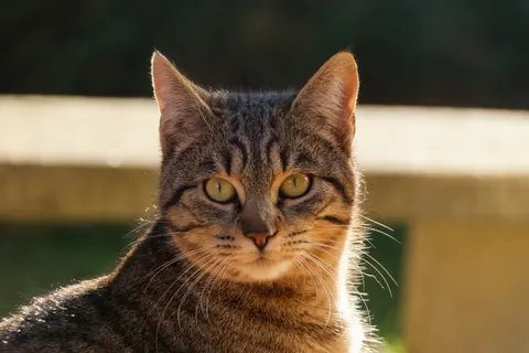 Cat 4K Wallpaper · animals · 3840×2560