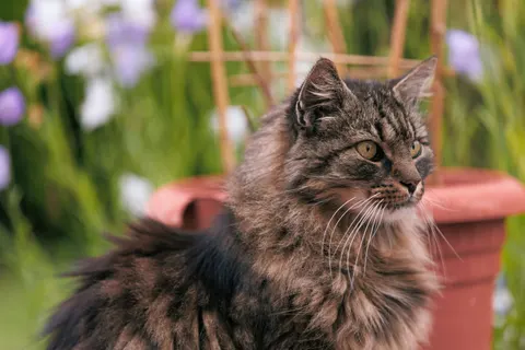 Cat 4K Wallpaper · animals · 3840×2560