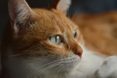 Papel de parede Gato 4K · animals · 3840×2553