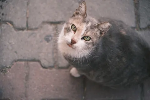 Cat 4K Wallpaper · animals · 3840×2560