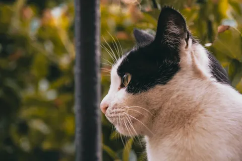 Cat 4K Wallpaper · animals · 3840×2560