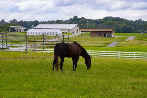 Horse 4K Wallpaper · animals · 3840×2560