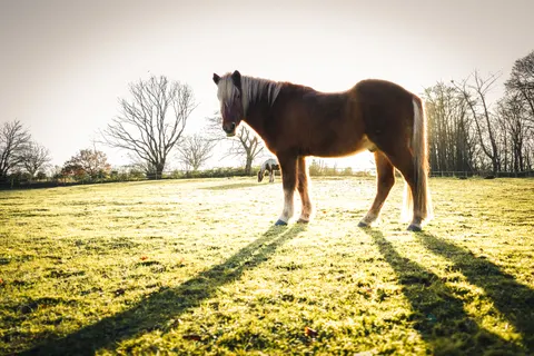 Pferd 4K Hintergrundbild · animals · 3840×2560
