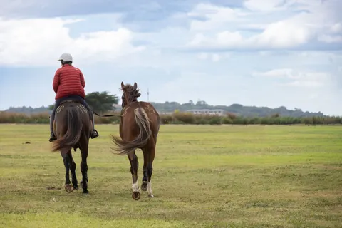 Fondo de pantalla Caballo 4K · animals · 3840×2561