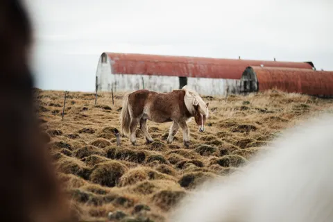Horse 4K Wallpaper · animals · 3840×2560
