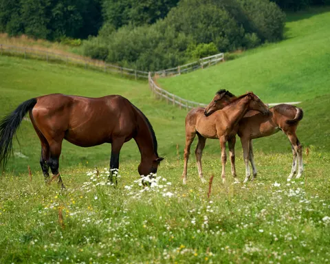 Horse 4K Wallpaper · animals · 3840×3072