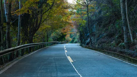 والپیپر جنگل پاییزی با کیفیت 4K · nature · 3840×2160