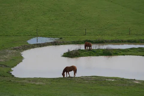 Horse 4K Wallpaper · animals · 3840×2560