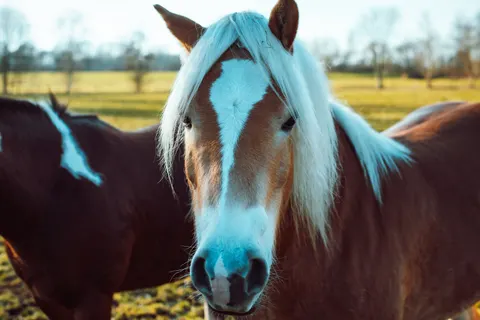 Horse 4K Wallpaper · animals · 3840×2563