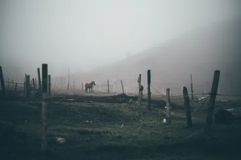 Horse 4K Wallpaper · animals · 3840×2563
