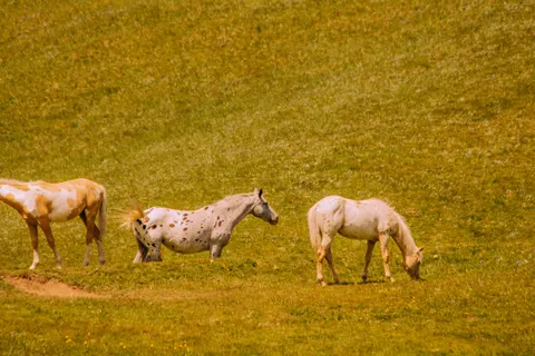 Horse 4K Wallpaper · animals · 3840×2560