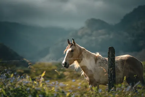 Обои Лошадь 4K · animals · 3840×2560