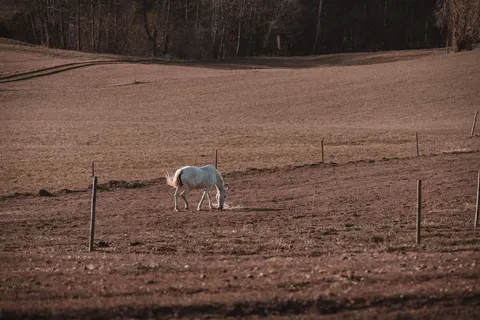 Обои Лошадь 4K · animals · 3840×2561