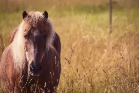 Обои Лошадь 4K · animals · 3840×2560