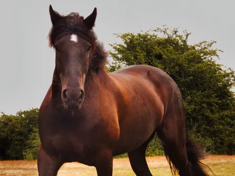 Horse 4K Wallpaper · animals · 3840×2882