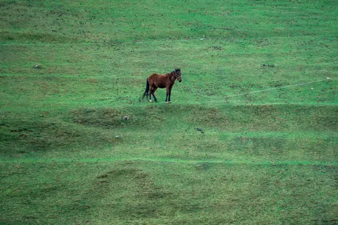 Horse 4K Wallpaper · animals · 3840×2560