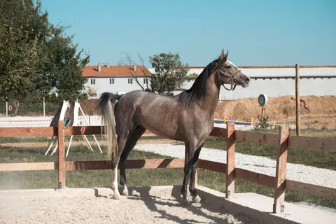 Horse 4K Wallpaper · animals · 3840×2560