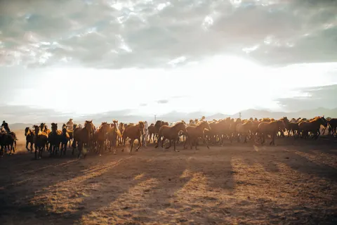 Horse 4K Wallpaper · animals · 3840×2560