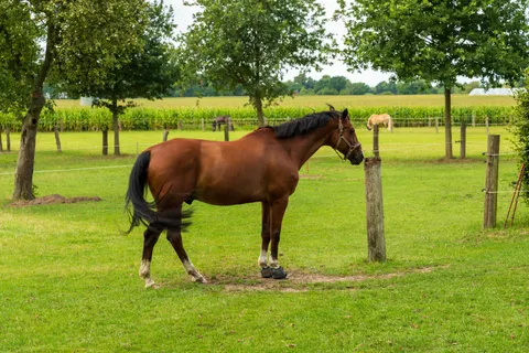 Horse 4K Wallpaper · animals · 3840×2560