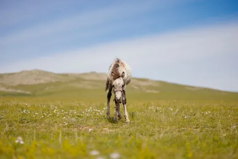 Horse 4K Wallpaper · animals · 3840×2560