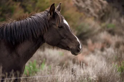 Pferd 4K Hintergrundbild · animals · 3840×2563