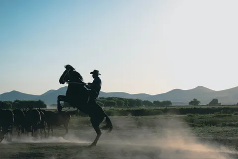 Horse 4K Wallpaper · animals · 3840×2560