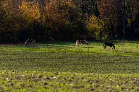 Horse 4K Wallpaper · animals · 3840×2560