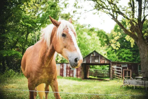 Fondo de pantalla Caballo 4K · animals · 3840×2560