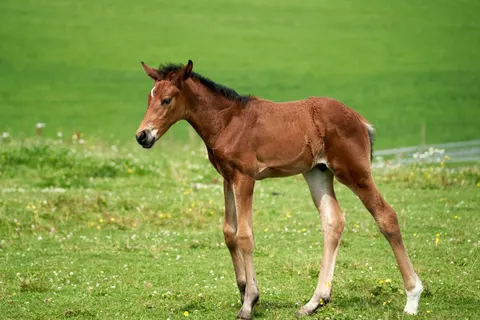 Pferd 4K Hintergrundbild · animals · 3840×2561