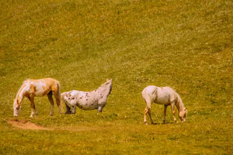 Fond d'écran Cheval 4K · animals · 3840×2560