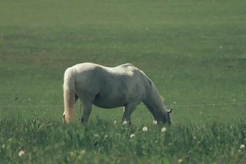 Обои Лошадь 4K · animals · 3840×2560
