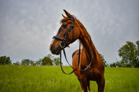 Fond d'écran Cheval 4K · animals · 3840×2560