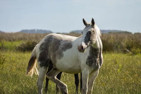 Horse 4K Wallpaper · animals · 3840×2560