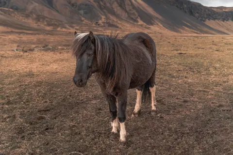 Horse 4K Wallpaper · animals · 3840×2560