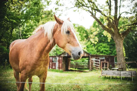 Horse 4K Wallpaper · animals · 3840×2560