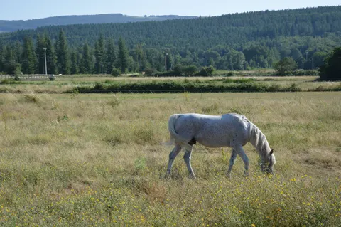 Horse 4K Wallpaper · animals · 3840×2553