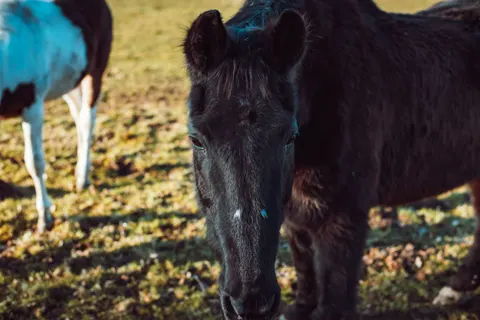 Horse 4K Wallpaper · animals · 3840×2563
