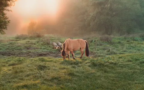 Horse 4K Wallpaper · animals · 3840×2413