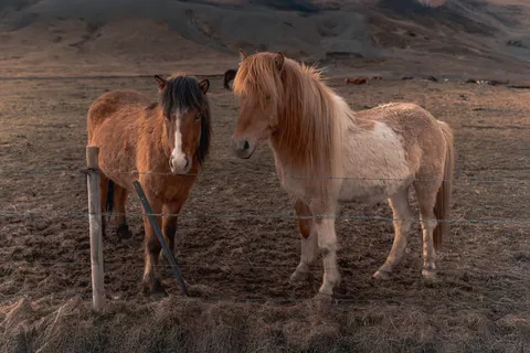 Horse 4K Wallpaper · animals · 3840×2560