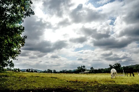 Horse 4K Wallpaper · animals · 3840×2563