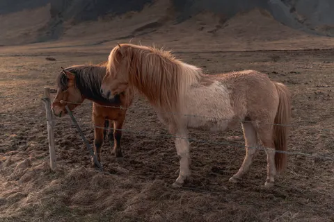 Horse 4K Wallpaper · animals · 3840×2560