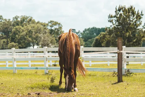Horse 4K Wallpaper · animals · 3840×2560