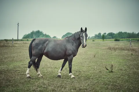 Fond d'écran Cheval 4K · animals · 3840×2560