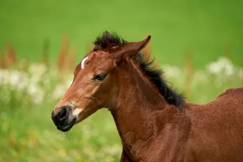 Horse 4K Wallpaper · animals · 3840×2561
