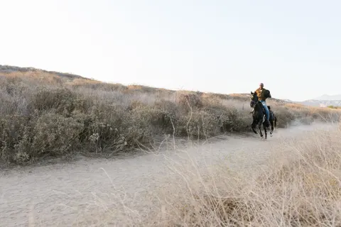 Horse 4K Wallpaper · animals · 3840×2560
