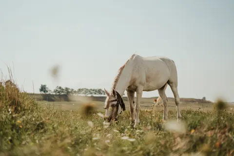 말 4K 배경화면 · animals · 3840×2560