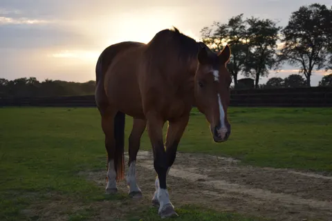 Horse 4K Wallpaper · animals · 3840×2560