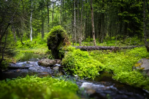 Forest Waterfall 4K Wallpaper · waterfall · 3840×2560