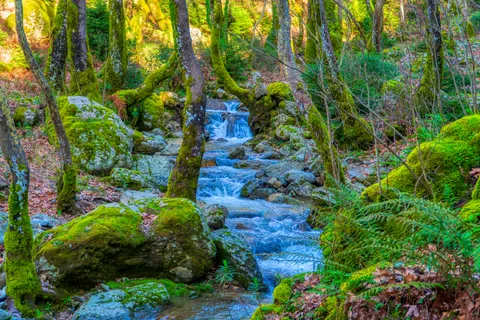 Forest Waterfall 4K Wallpaper · waterfall · 3840×2560