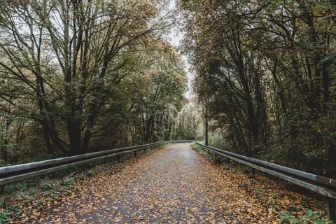 Herbstwald 4K Hintergrundbild · nature · 3840×2560